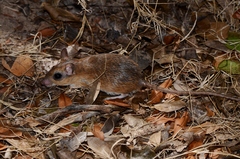 Gerbilliscus leucogaster
