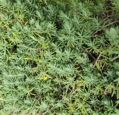 Enchylaena tomentosa