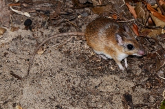 Gerbilliscus leucogaster