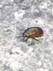 Chrysolina marginata