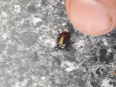 Chrysolina marginata