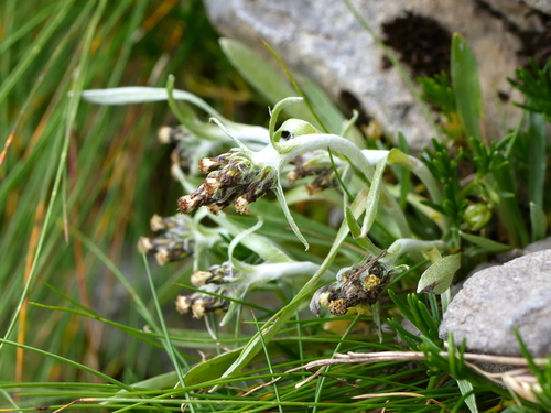 Hoppe's omalotheca (Omalotheca hoppeana)
