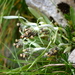 Omalotheca hoppeana - Photo (c) Wolfgang Jauch, algunos derechos reservados (CC BY), subido por Wolfgang Jauch