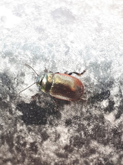 Chrysolina marginata