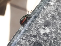 Chrysolina marginata
