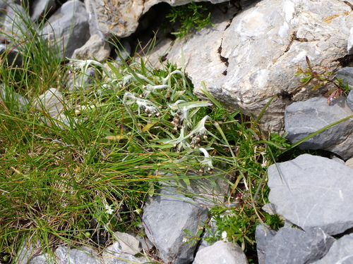 Image of Omalotheca hoppeana by (c) Wolfgang Jauch, some rights reserved (CC BY)