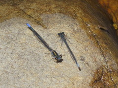 Pseudagrion draconis