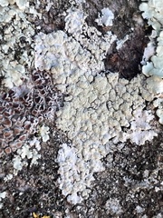 Physcia tribacioides