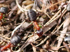 Formica exsecta