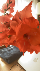 Gladiolus × hortulanus