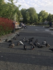 Columba livia domestica