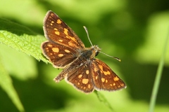 Carterocephalus mandan