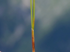 Festuca quadriflora