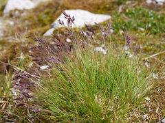 Festuca quadriflora