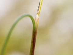 Festuca quadriflora