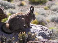 Southern Viscacha photo 5