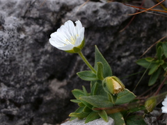Cerastium latifolium