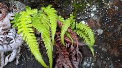 Leptogramma tottoides