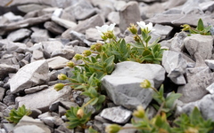 Cerastium latifolium