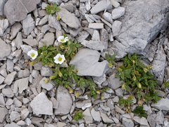 Cerastium latifolium