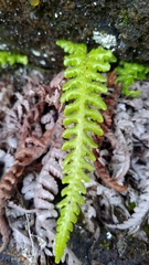 Leptogramma tottoides