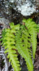 Leptogramma tottoides