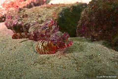 Scorpaena angolensis