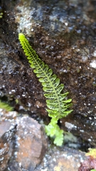 Leptogramma tottoides