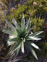 Celmisia semicordata