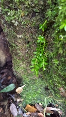 Phlegmariurus fordii