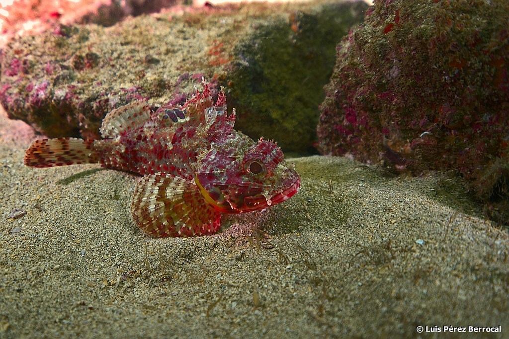 Angola rockfish (Scorpaena angolensis) - Marine Life Identification