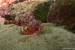 Scorpaena angolensis