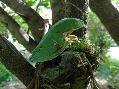 Phyllomedusa burmeisteri