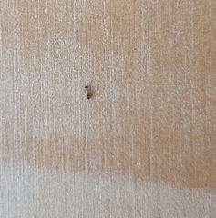 Nylanderia jaegerskioeldi