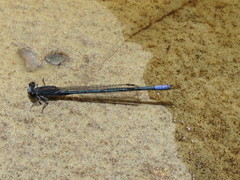 Pseudagrion draconis
