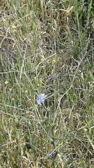 Cichorium pumilum