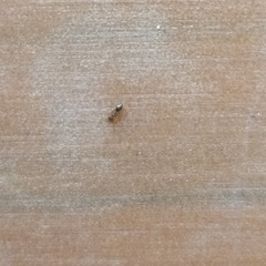 Nylanderia jaegerskioeldi