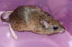 Gerbilliscus leucogaster