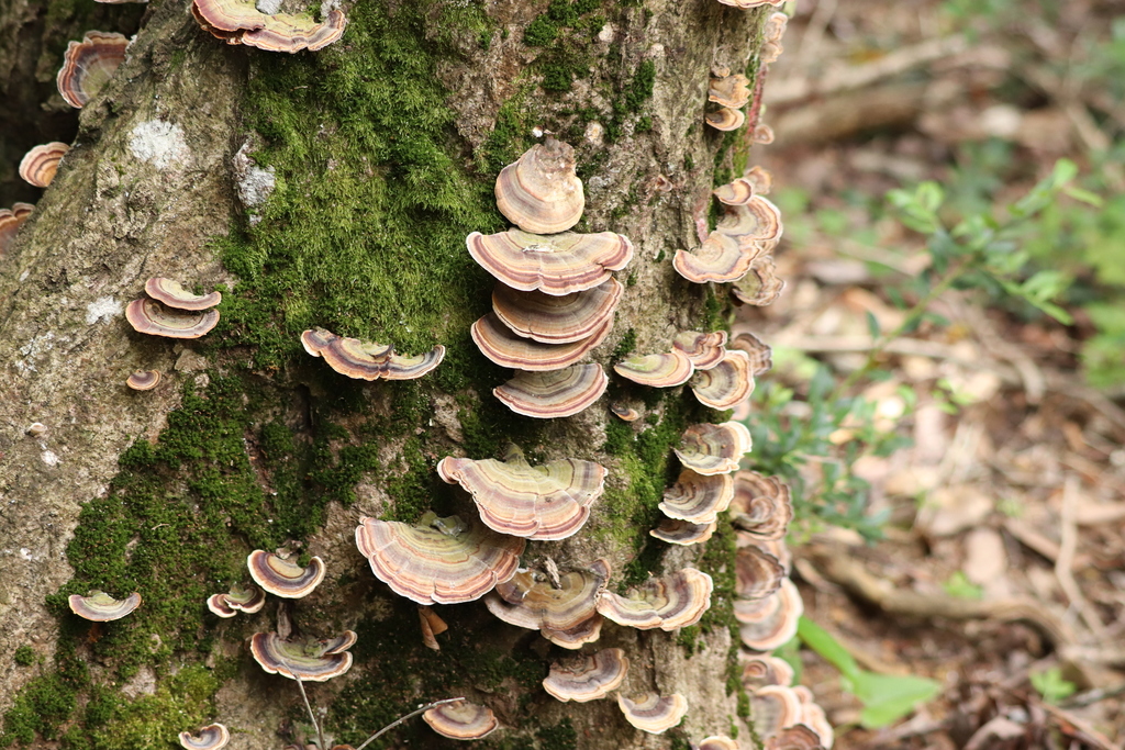 Microporus affinis · August 2021 · photo: © se1 (iNaturalist, cc-by)