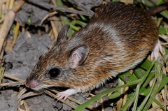 Gerbilliscus leucogaster