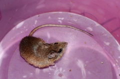 Gerbilliscus leucogaster
