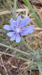 Cichorium pumilum