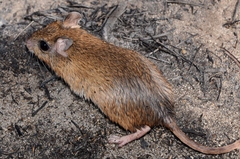 Gerbilliscus leucogaster
