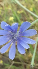 Cichorium pumilum