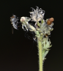 Leptarthrus brevirostris