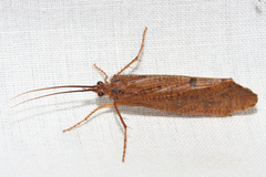 Ptilostomis ocellifera