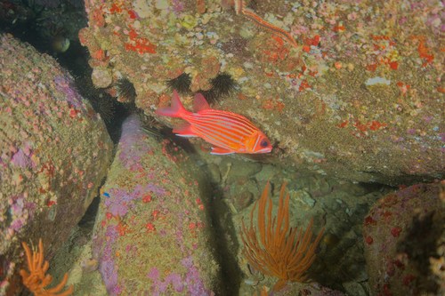 Red squirrelfish (Sargocentron hastatum) — Holocentridae — 4