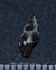 Raphitoma