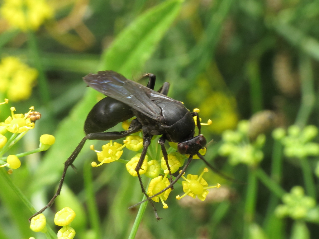 Ferreola orchesica