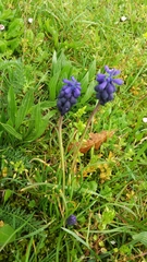 Muscari neglectum